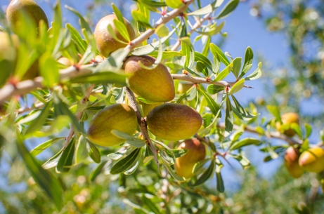 Argan Fruits On Tree